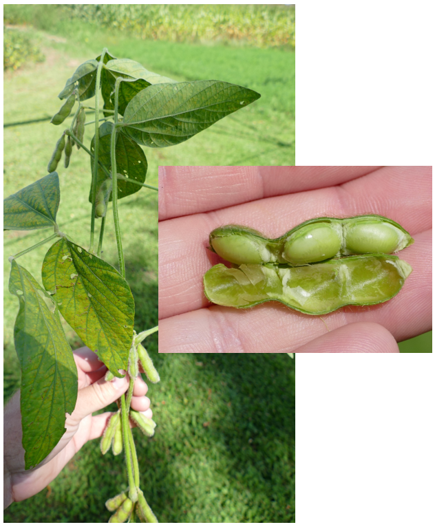 Soybean at full pod stage